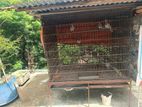 BIRD cage for sale