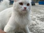 ধবধবে সাদা ২ বছর বয়সী সুন্দর পার্সিয়ান মেল Male বিড়াল বিক্রি হবে