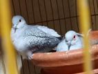 Diamond dove,, 2bar breeding korano