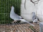 Diamond Dove Adult