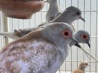 Diamond Dove adult pair