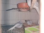 Diamond Dove and Budgies