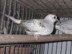 Diamond Dove Baby