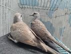 Diamond dove baby pair