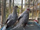 Diamond dove breeding pair