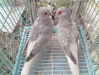 diamond dove breeding pair