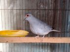 diamond dove breeding pair