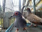 Diamond dove breeding pair (grey)