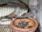 diamond dove breeding pair with baby