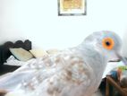 Diamond dove 🕊️ দািমনদ ঘুঘু