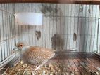 Diamond Dove Female