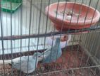 diamond dove