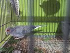 Diamond Dove For Sale