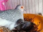 diamond dove for sell