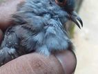 Austrilian Diamond dove