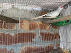 Diamond Dove/হীরা ঘুঘু