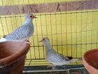 Diamond Dove (Male)