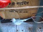 Diamond dove male for sell