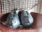 Diamond Dove Master Pair