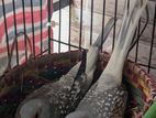 Diamond Dove Master Pair