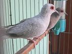 Diamond dove new adult breeding pair