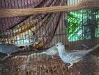 Diamond Dove pair