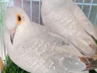 Diamond Dove Rare mutation