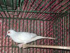 Diamond dove running male