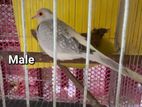 Diamond Dove Running Pair