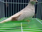 Diamond Dove Single Male