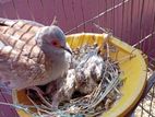 DIAMOND DOVE WITH EGG or BABY