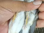 Diamond Firetail