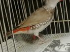 Diamond Firetail Running Female