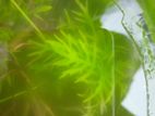 Difformis aquarium plant