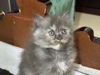 dilute calico high quality punch face persian female kitten