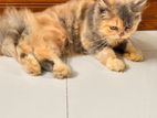 Dilute calico Persian cat