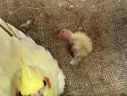 Dim Baccha Kora Ranning Jora Cockatiel Pair