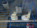 Cockatiels