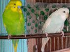 Dim soho adult budgie pakhi