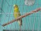 Dim soho adult budgie pakhi