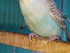 Dim soho adult budgie pakhi