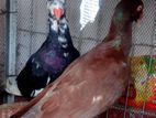 Dinish pigeon sale