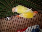 Dna Confirm Love Bird