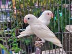 Dna Ring Love Bird Pair