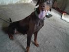 Doberman Female Adult Dog