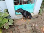 Doberman Female dog