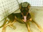 Doberman GSD dog