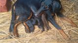 Doberman Puppy Looking For New Home