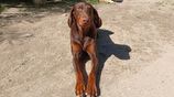 Doberman Puppy Looking For New Home