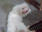 Dog আমেরিকান লাসা... Male And Female....